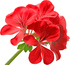 Egyptian  pelargonium